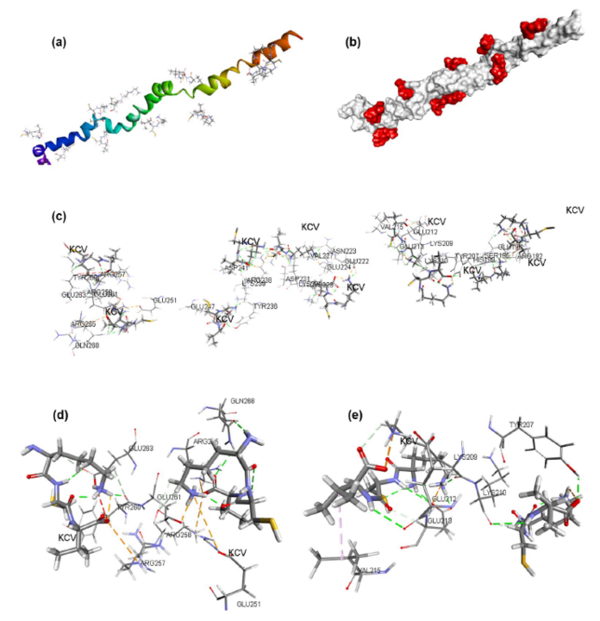  아모레퍼시픽 AI 분자모델링 기반 모발 케라틴 강화 펩타이드 개발 논문 삽입 이미지. 분자동역할 시뮬레이션을 통한 모발 케라틴 강화 분자 설계 원리
